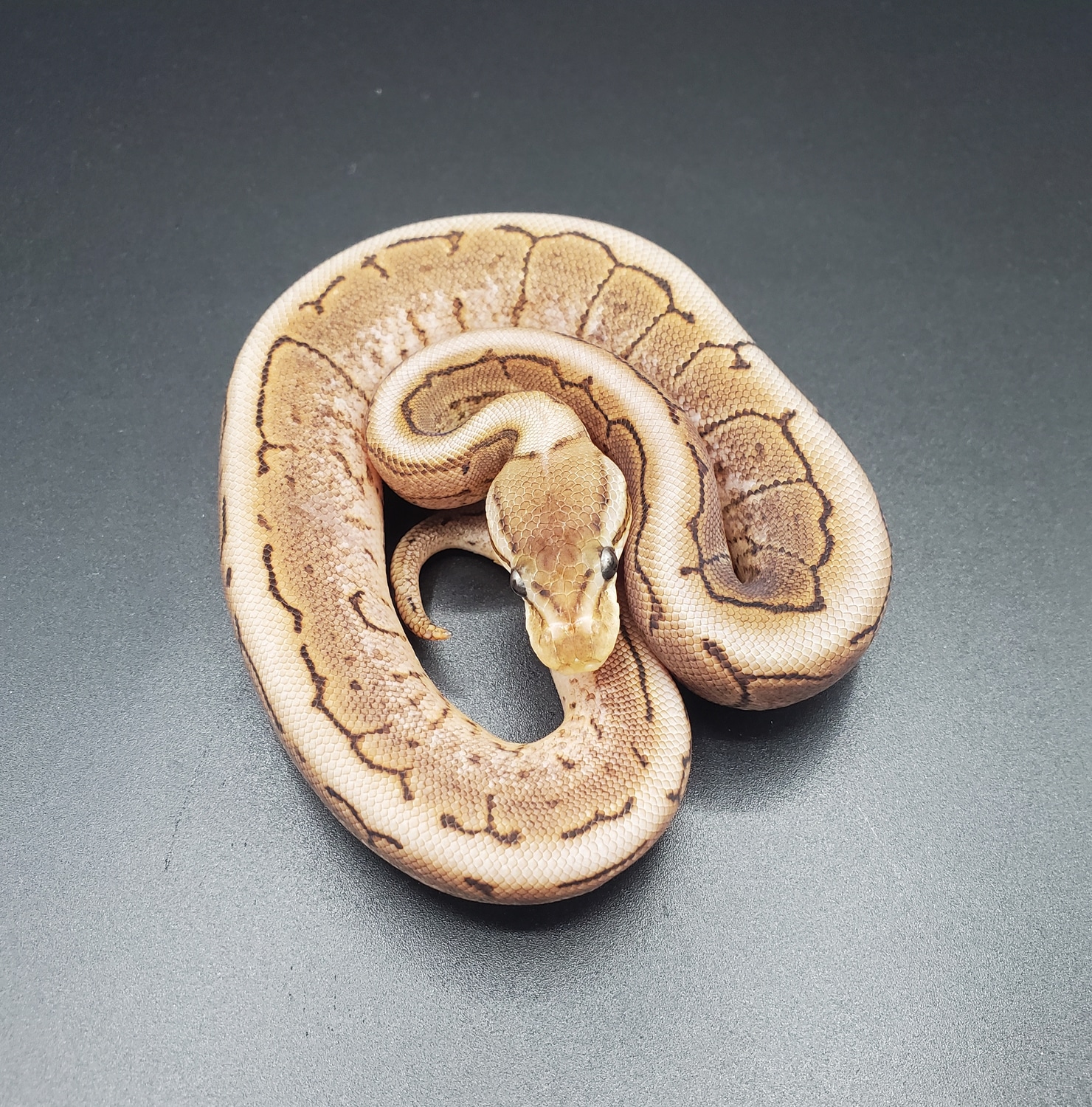 Cinnamon Spinner Ball Python by Maltese Morphs - MorphMarket