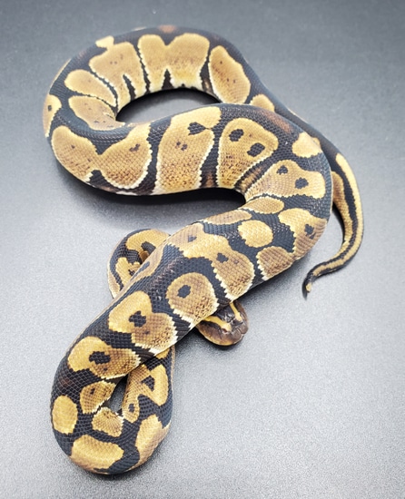 Normal/Classic Ball Python by Maltese Morphs