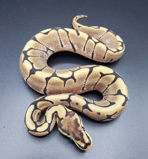 Spider Ball Python by Maltese Morphs