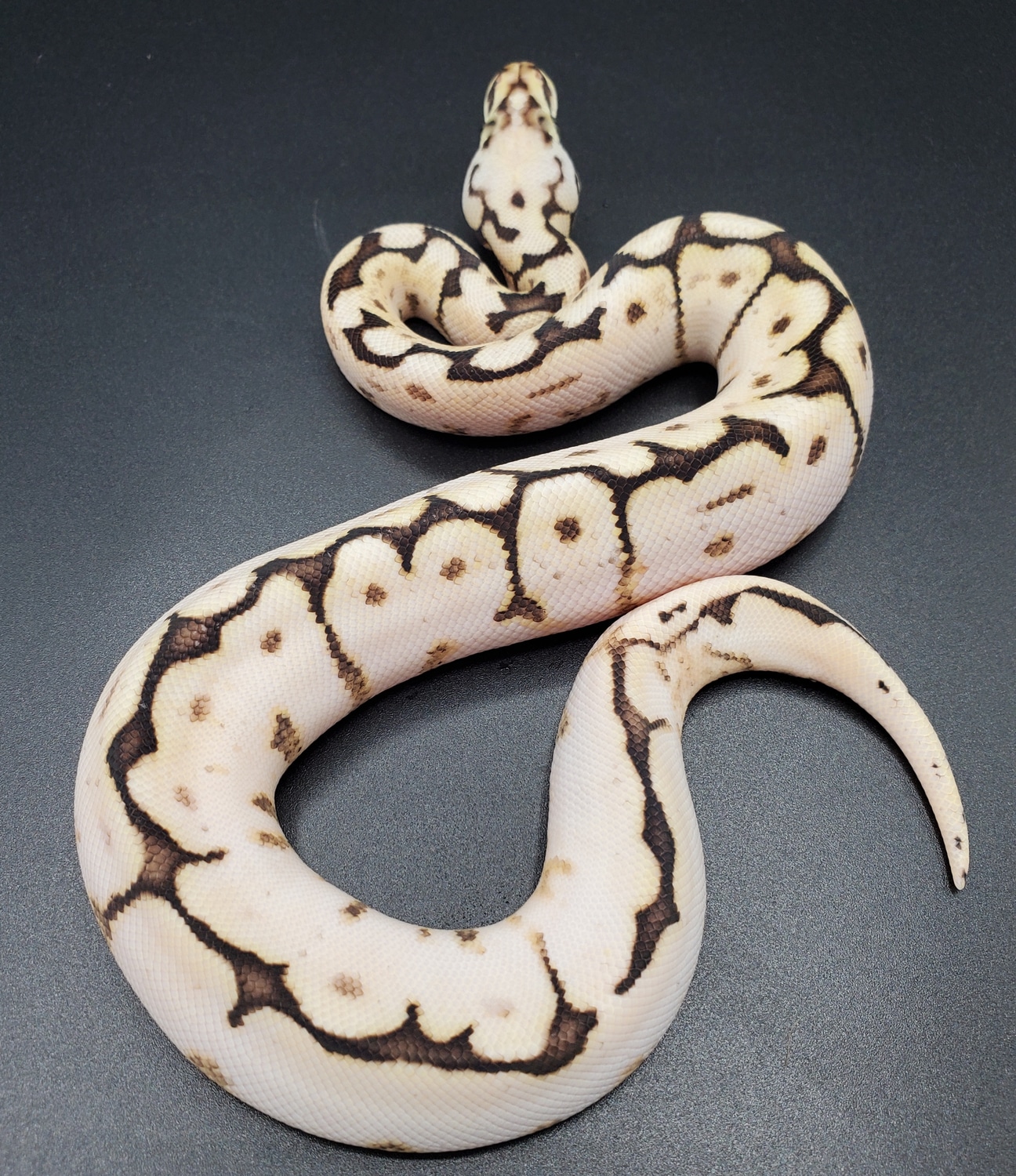 CaliBee Ball Python by Maltese Morphs - MorphMarket