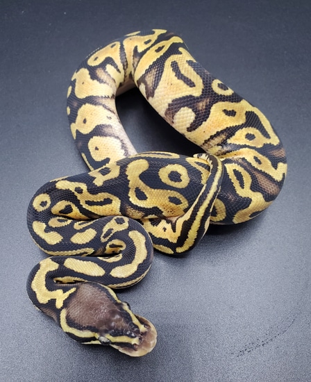 Pastel 100% Het Pied Ball Python by Maltese Morphs