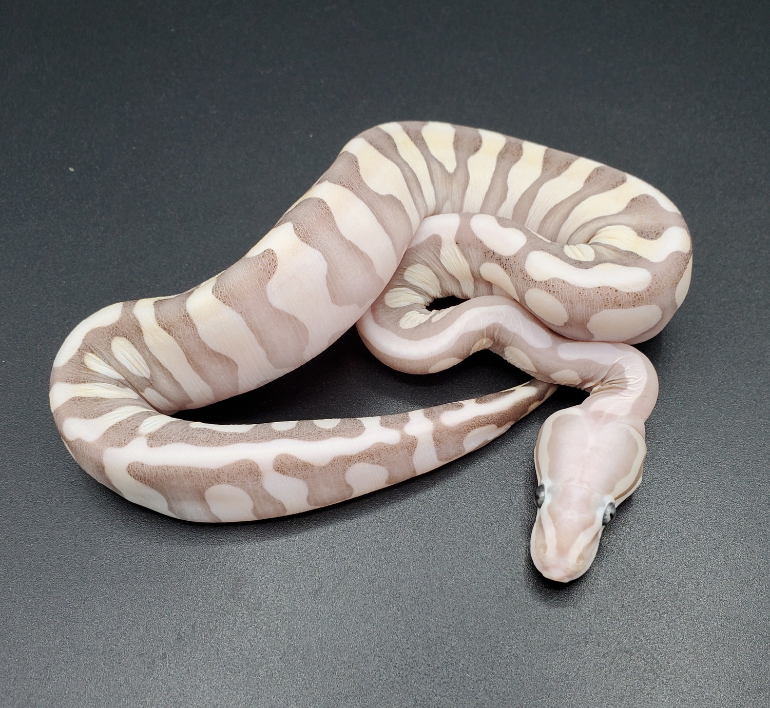 Super Pastel Scaleless Ball Python by Maltese Morphs - MorphMarket