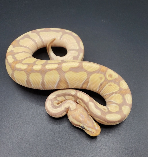 Banana OD Enchi 100% Het Pied Ball Python by Maltese Morphs