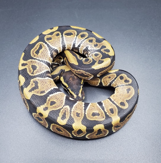 Normal/Classic Ball Python by Maltese Morphs