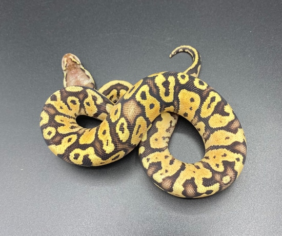 Pastel Vanilla Or Fire Ball Python by Maltese Morphs