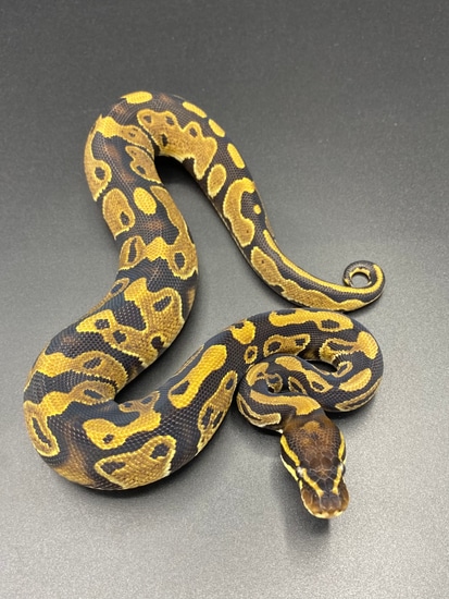 100% Het Pied Ball Python by Maltese Morphs