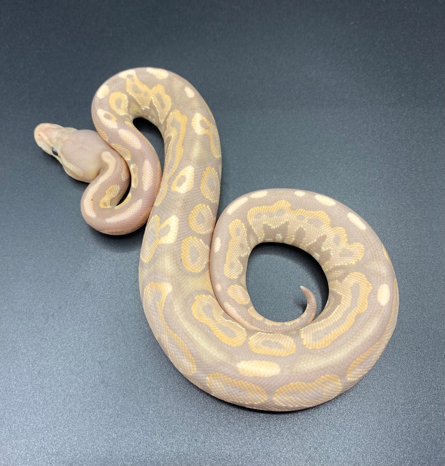 Banana Cinnamon Ball Python by Maltese Morphs - MorphMarket