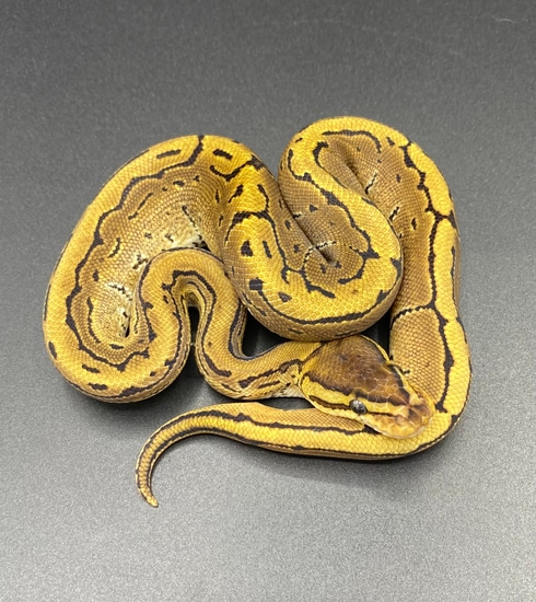 Pinstripe Ball Python by Maltese Morphs