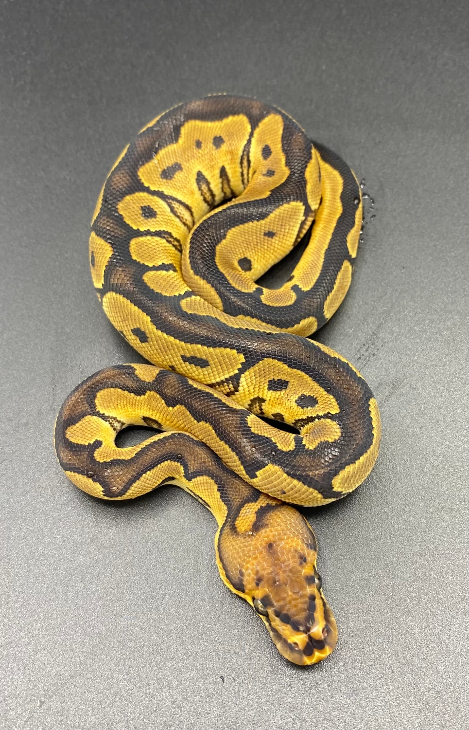 Clown Poss Het Pied Ball Python by Maltese Morphs - MorphMarket