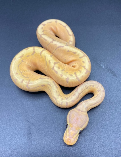 Banana Pinstripe Ball Python by Maltese Morphs