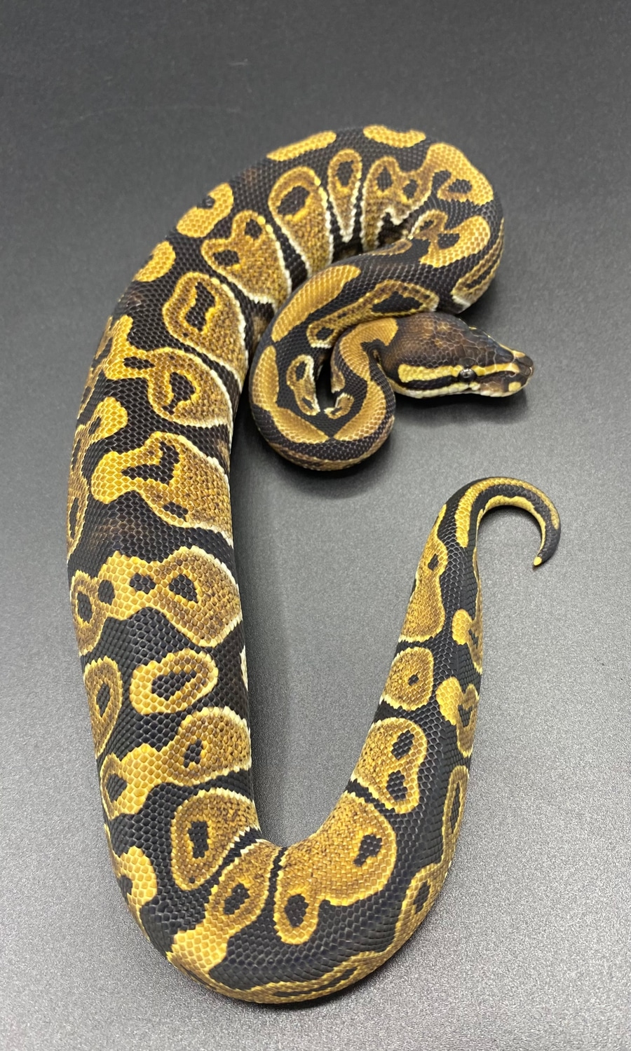 Normal Ball Python by Maltese Morphs - MorphMarket