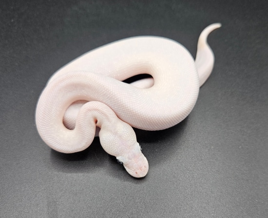 BEL Super Lesser Ball Python by Maltese Morphs