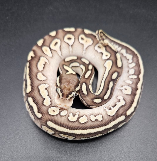 Black Pastel Lesser Fire Ball Python by Maltese Morphs