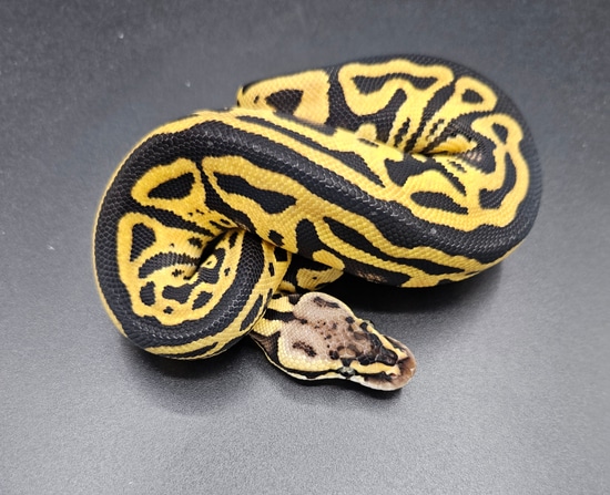 Leopard Pastel Ball Python by Maltese Morphs