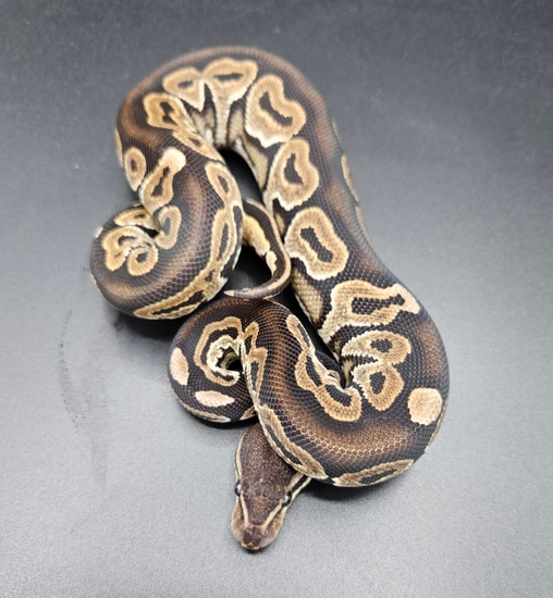 Cinnamon Ball Python by Maltese Morphs