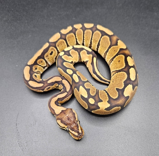 Red Stripe Het Clown Poss Het Pied Ball Python by Maltese Morphs