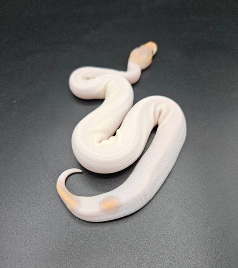 Banana Black Pastel Pied Ball Python by Maltese Morphs