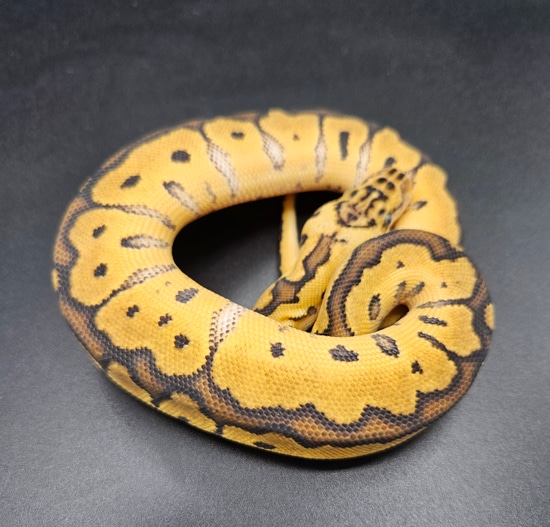 Lemon Pastel Clown Poss Het Pied Ball Python by Maltese Morphs