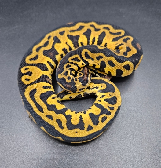 Leopard Pastel Ball Python by Maltese Morphs