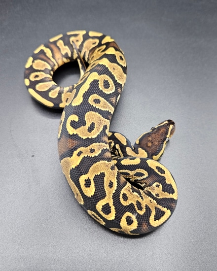 Yellow Belly Het Pied Ball Python by Maltese Morphs