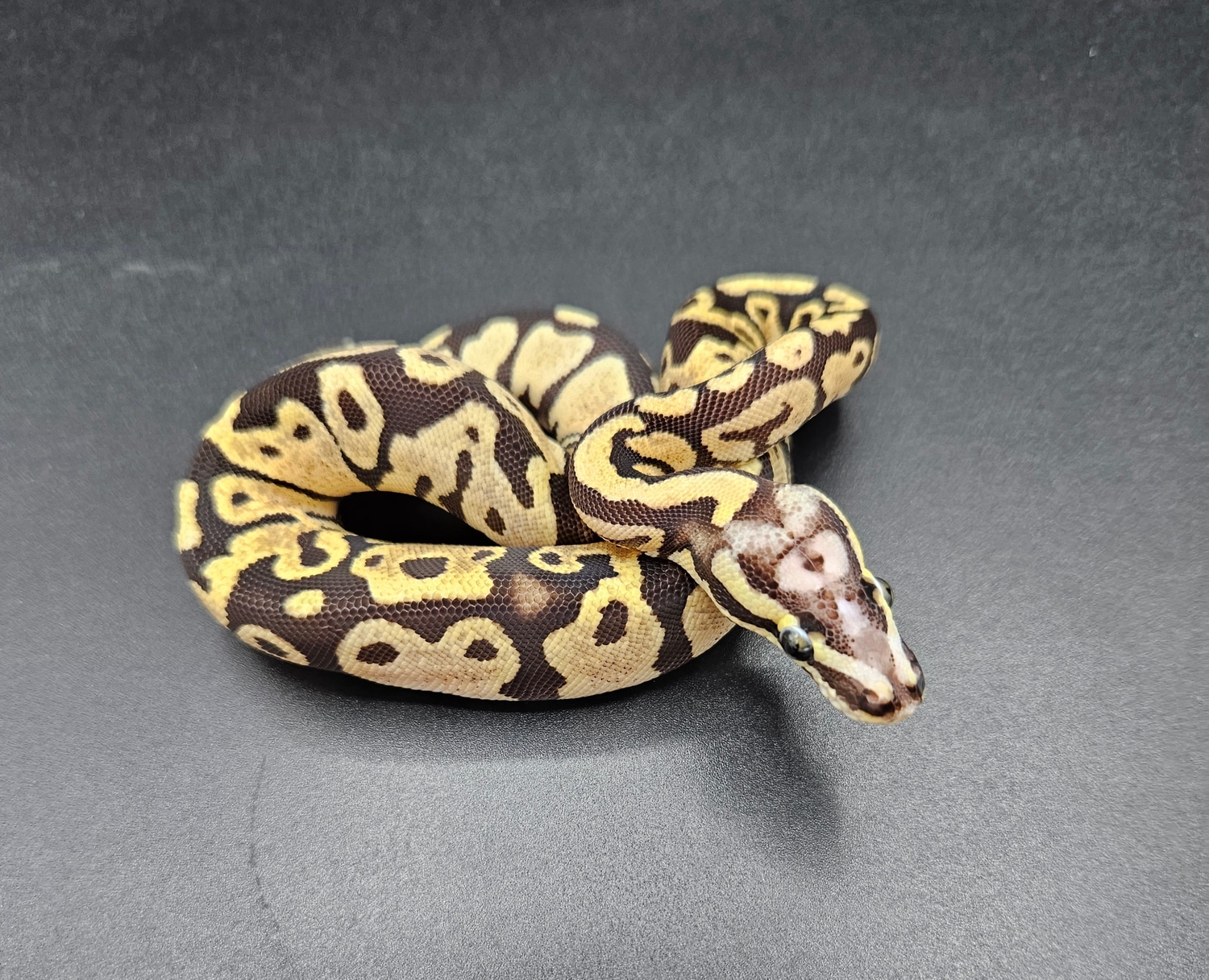 Pastel Scaleless Head Ball Python by Maltese Morphs - MorphMarket