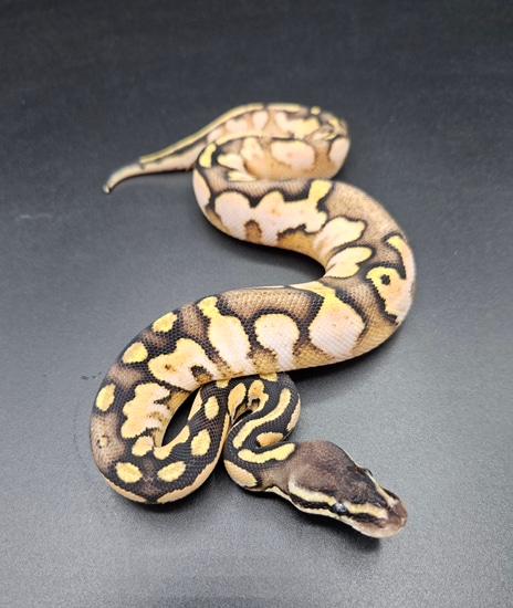 Calico Pastel Ball Python by Maltese Morphs