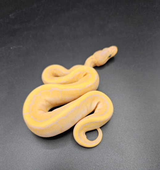 Banana Kingspin Ball Python by Maltese Morphs