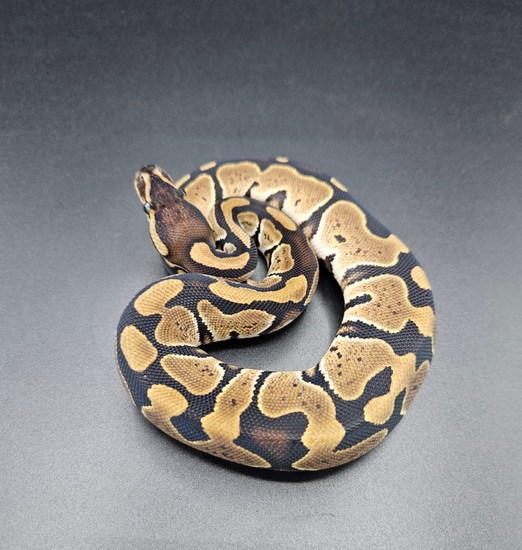 Normal Ball Python by Maltese Morphs