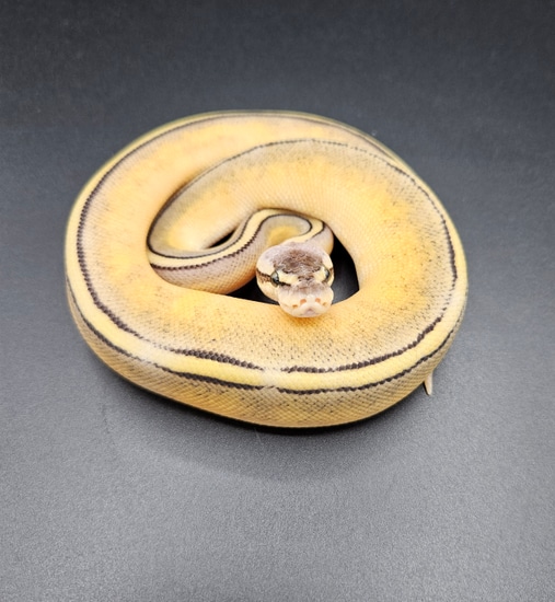 Black Pewter OD Genetic Stripe Ball Python by Maltese Morphs