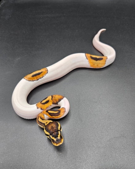 Cinnamon OD Piebald Ball Python by Maltese Morphs