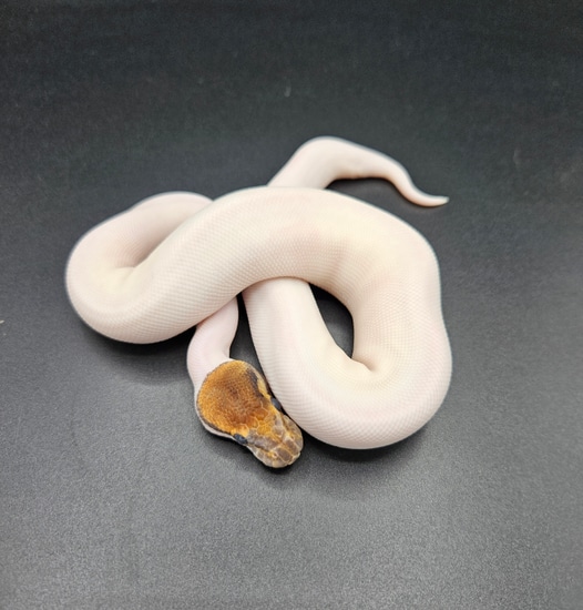 Cinnamon YB Piebald Ball Python by Maltese Morphs