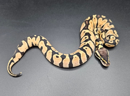 Pastel Ball Python by Maltese Morphs