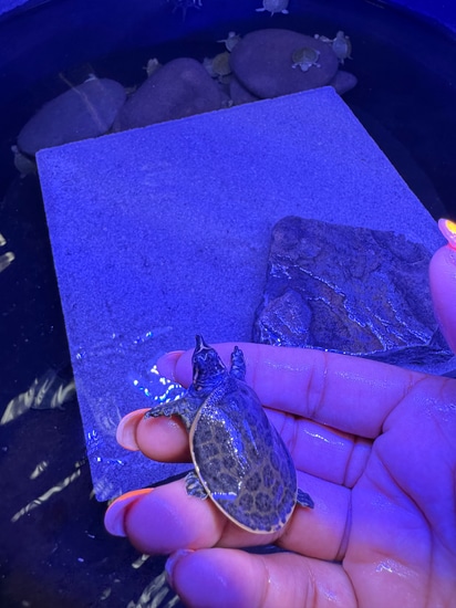 Pet Softshell Turtle Softshell Softshell Turtle by E & J Pet Shop