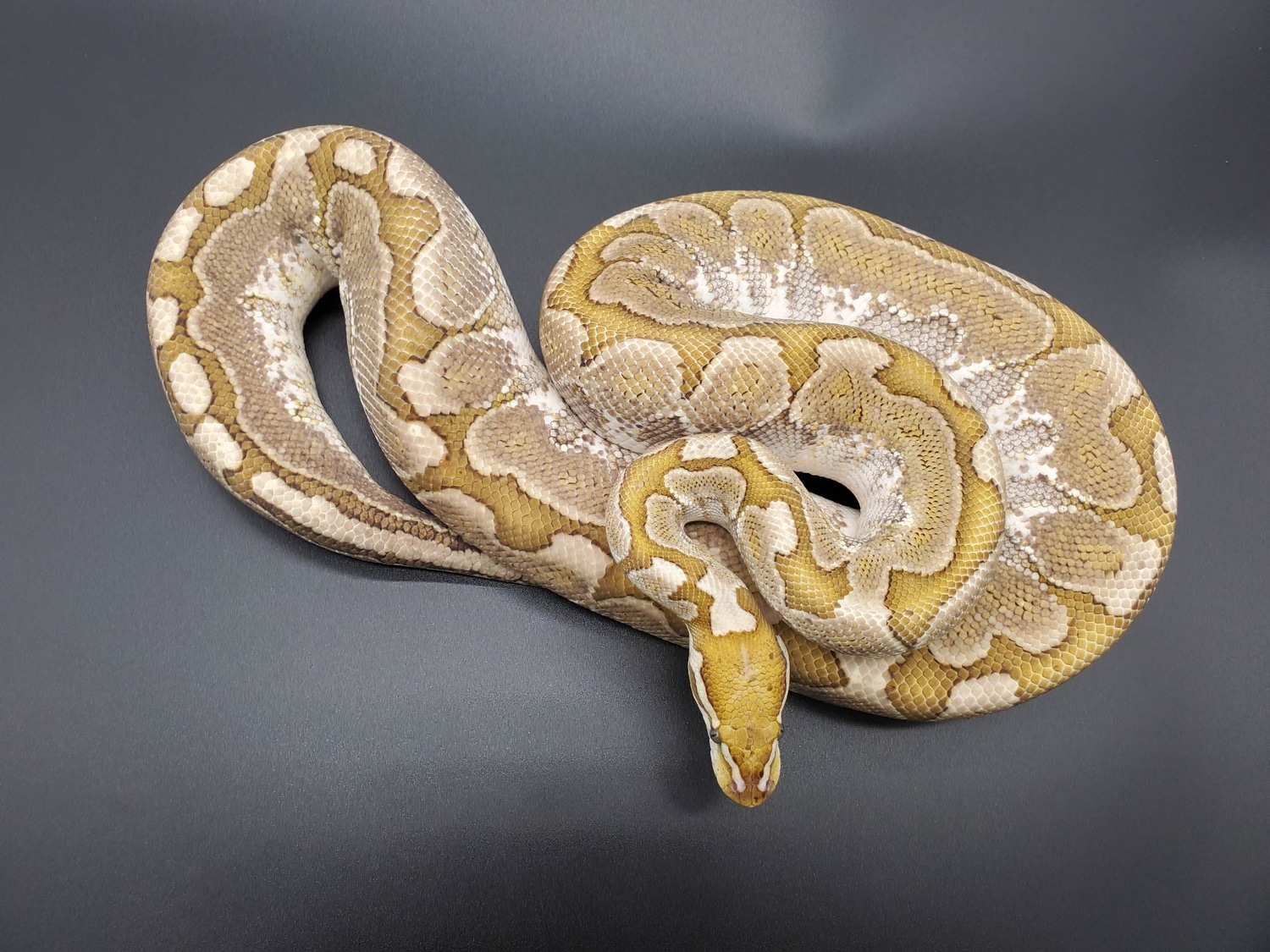 Bamboo Ball Python by E & S Royals - MorphMarket