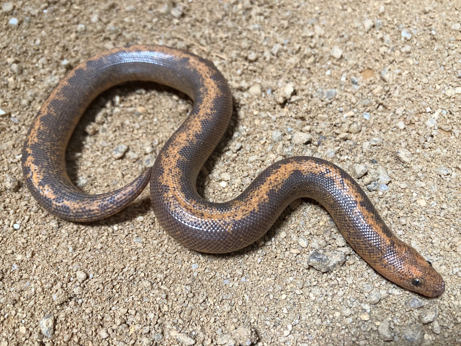 Striped Kenyan Sand Boa by East Bay Vivarium MorphMarket