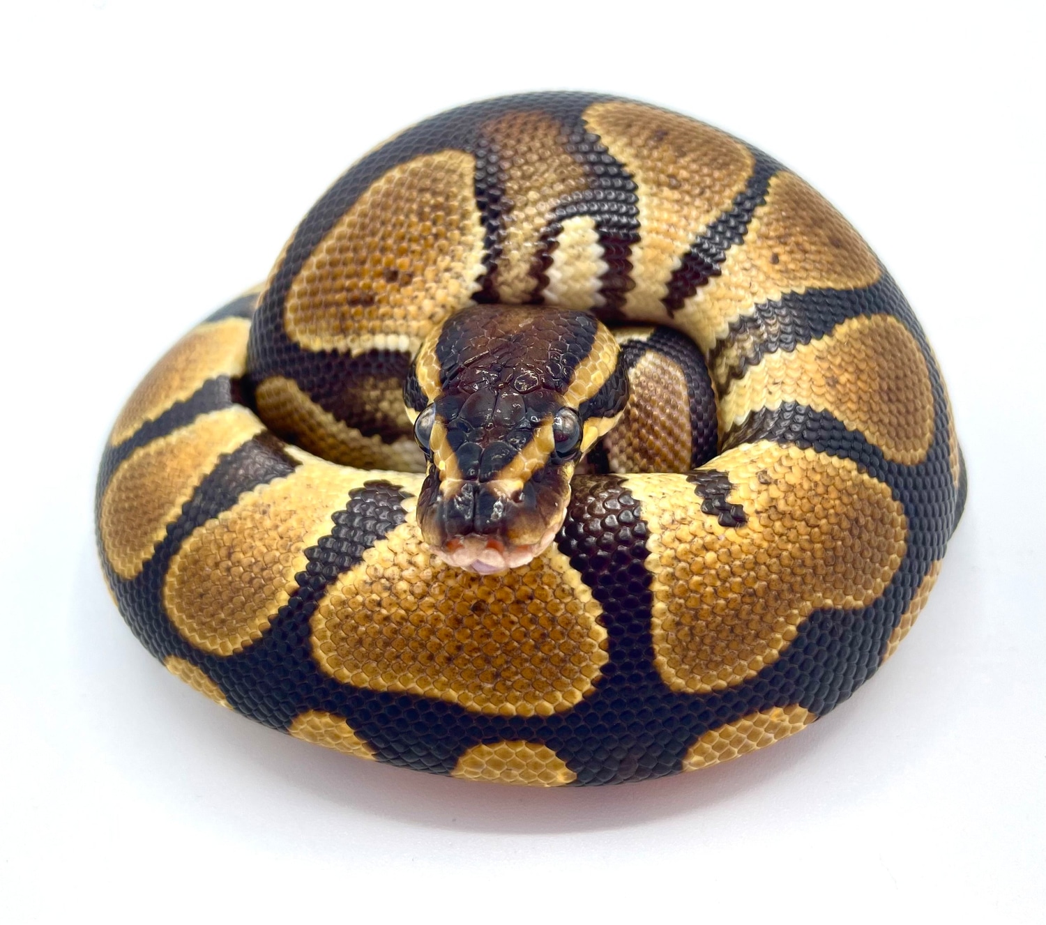 Classic Female Ball Python by East Bay Vivarium - MorphMarket