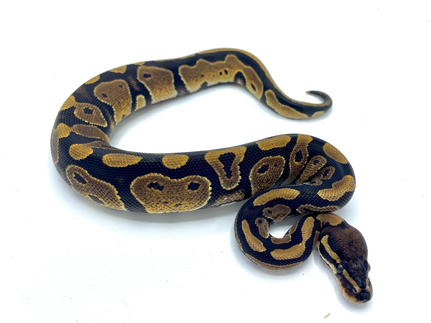 100 Het. Candy Ball Python by East Bay Vivarium MorphMarket