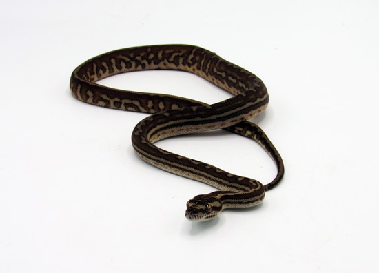 Genetic Stripe Bredl's Python Centralian Carpet Python by East Bay Vivarium