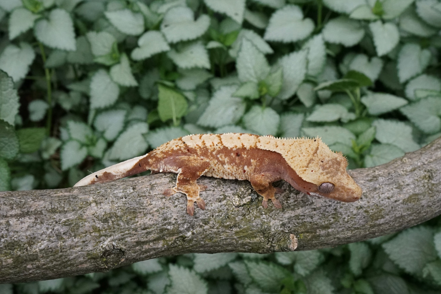 Holdback Release Crested Gecko by East Coast Cresties MorphMarket