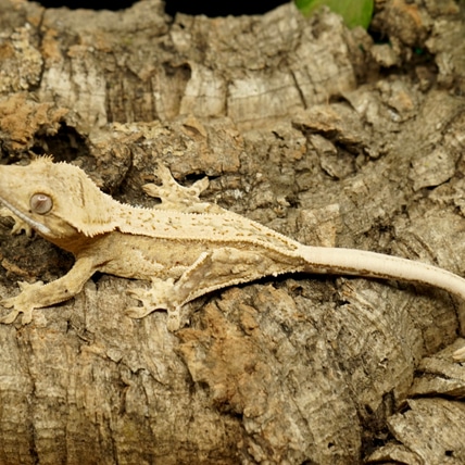 Clean Creamy Quad Crested Gecko