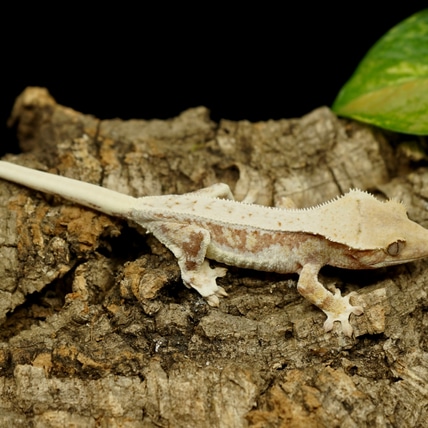 Drippy Red Lilly Crested Gecko