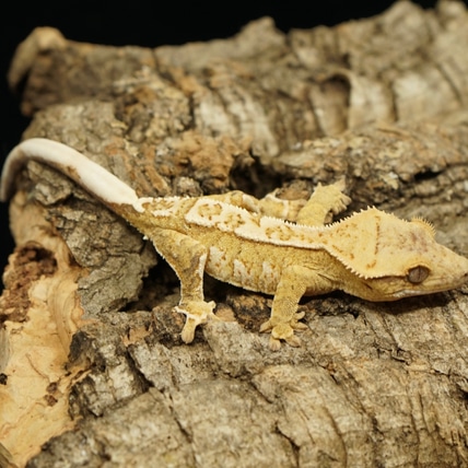 Nice Yellow Harley Crested Gecko
