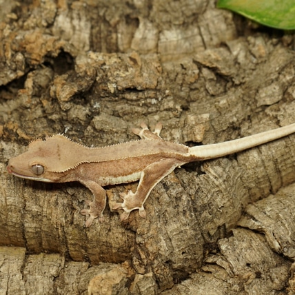 Red Phantom LW Crested Gecko