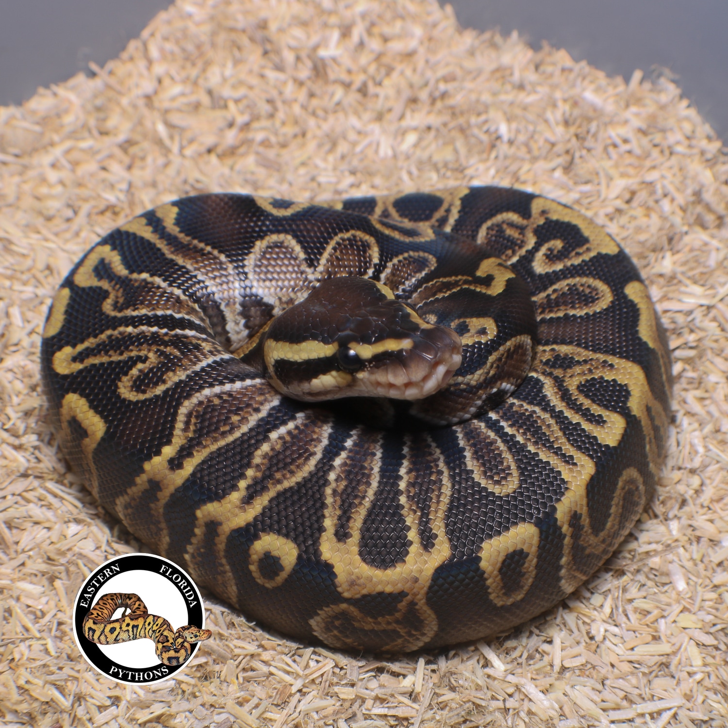 GHI 100 Het Clown Ball Python by Eastern Florida Pythons MorphMarket