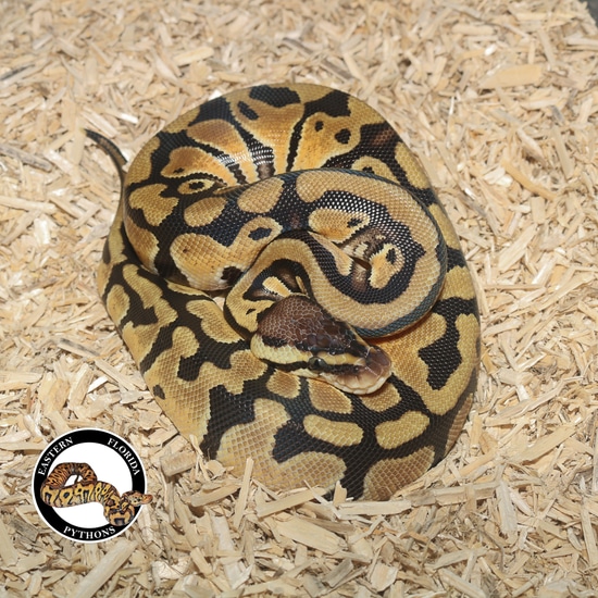Pastel 100% Het Clown Ball Python by Eastern Florida Pythons