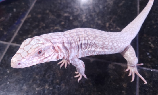 Tegu Fish Albino Pink Panther Tegu Columbian Tegus by Emerald Bay Fish & Reptiles