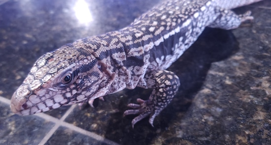 Tegu Fish Ruby Red Tegu Columbian Tegus by Emerald Bay Fish & Reptiles