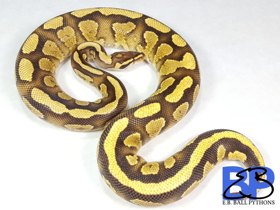 Fire Yellow Belly Ball Python by The Fertile Turtle
