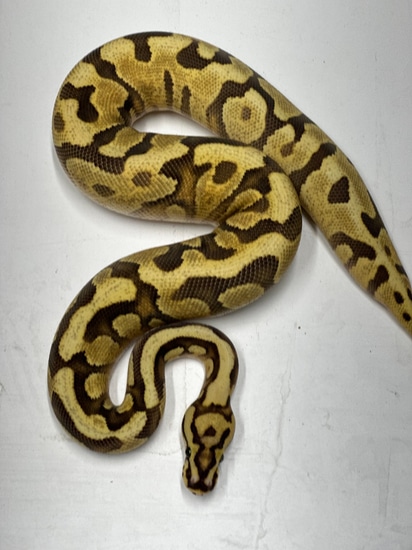 Spotnose Redstripe YB Enchi Fire DH DG Clown Ball Python by Ebony ...