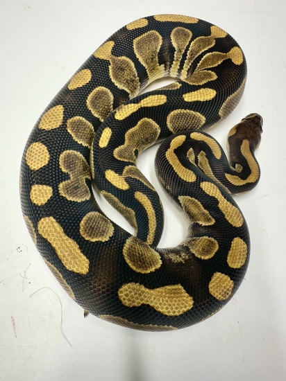 Chocolate DH Hypo Puzzle Ball Python by Ebony & Ivory Reptiles